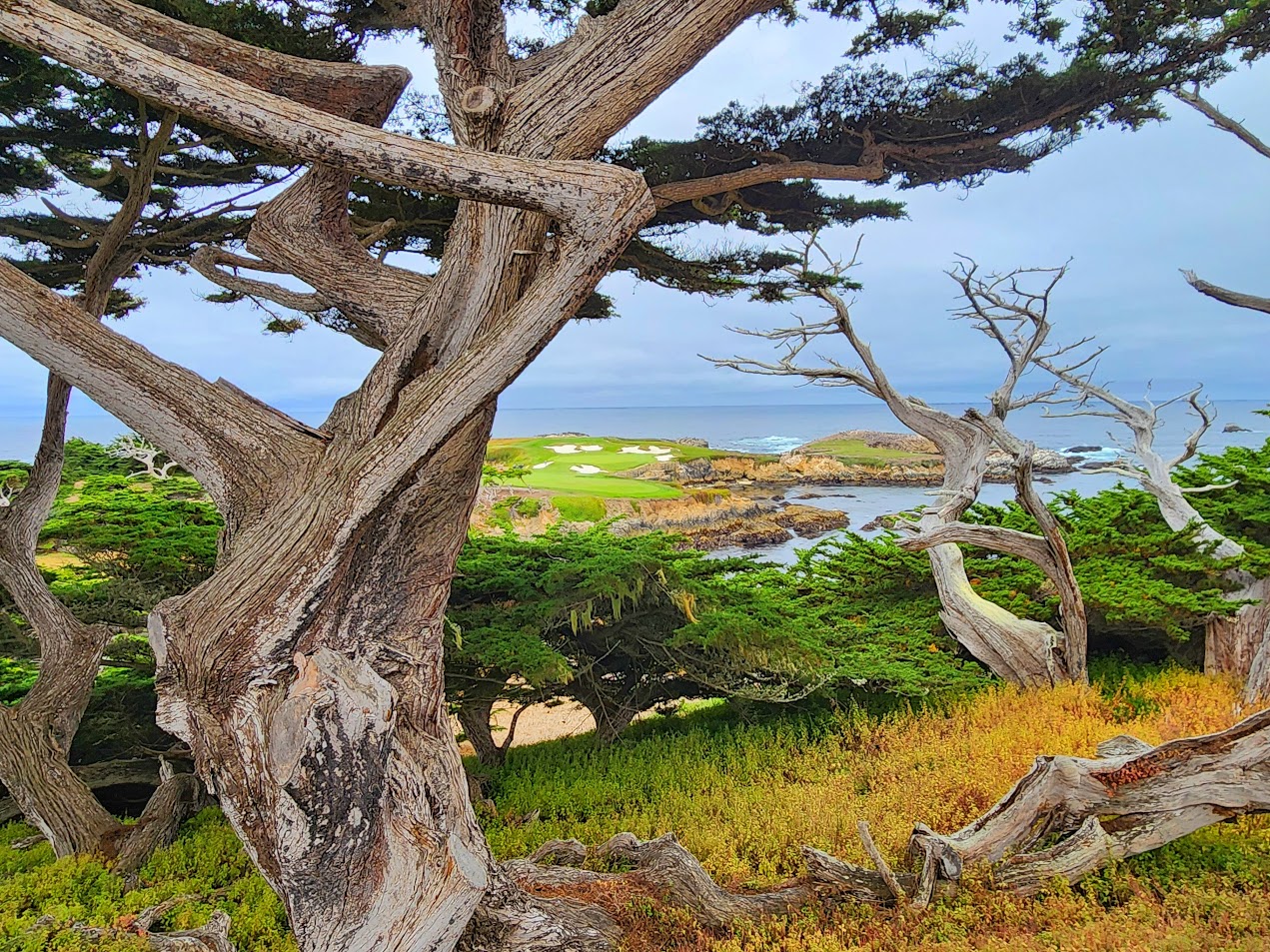 Read more about the article A Preview of the 50th Walker Cup at Cypress Point